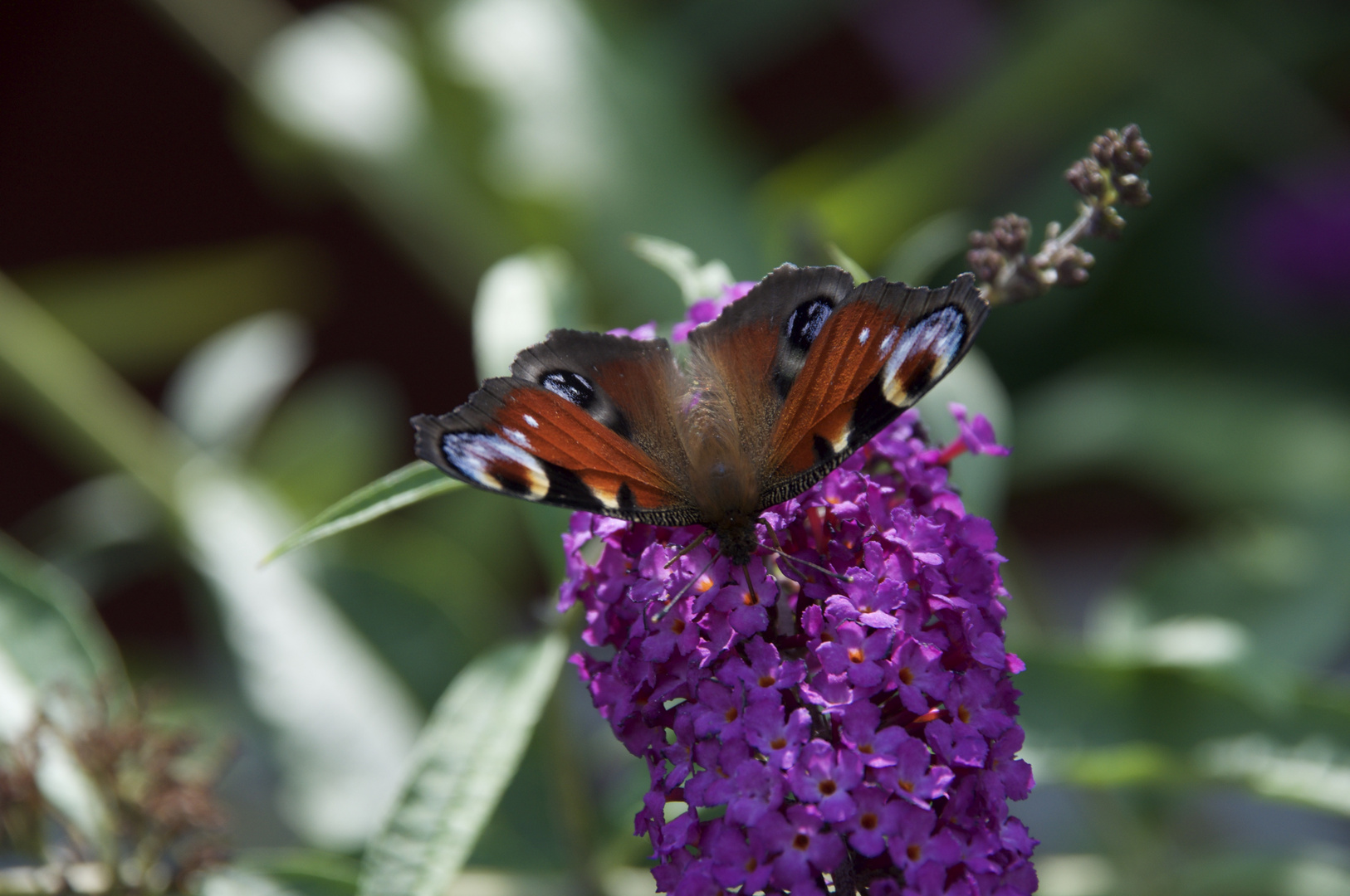 Schmetterlingsflieder