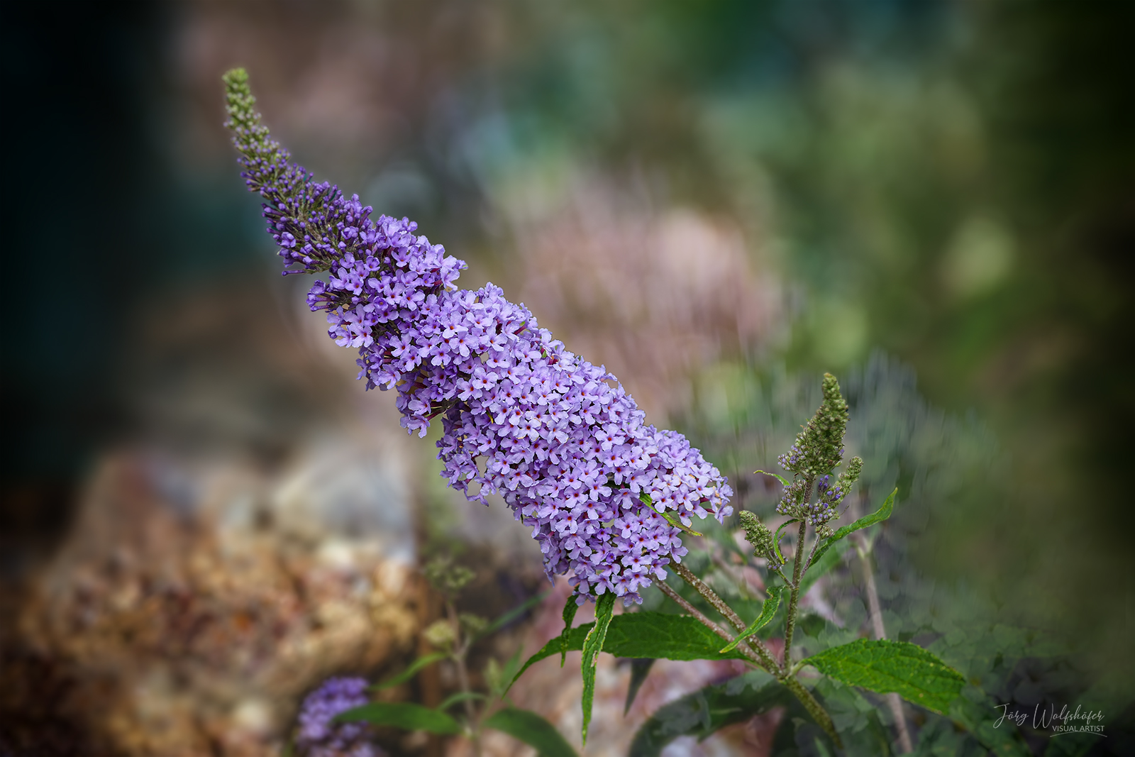 Schmetterlingsflieder