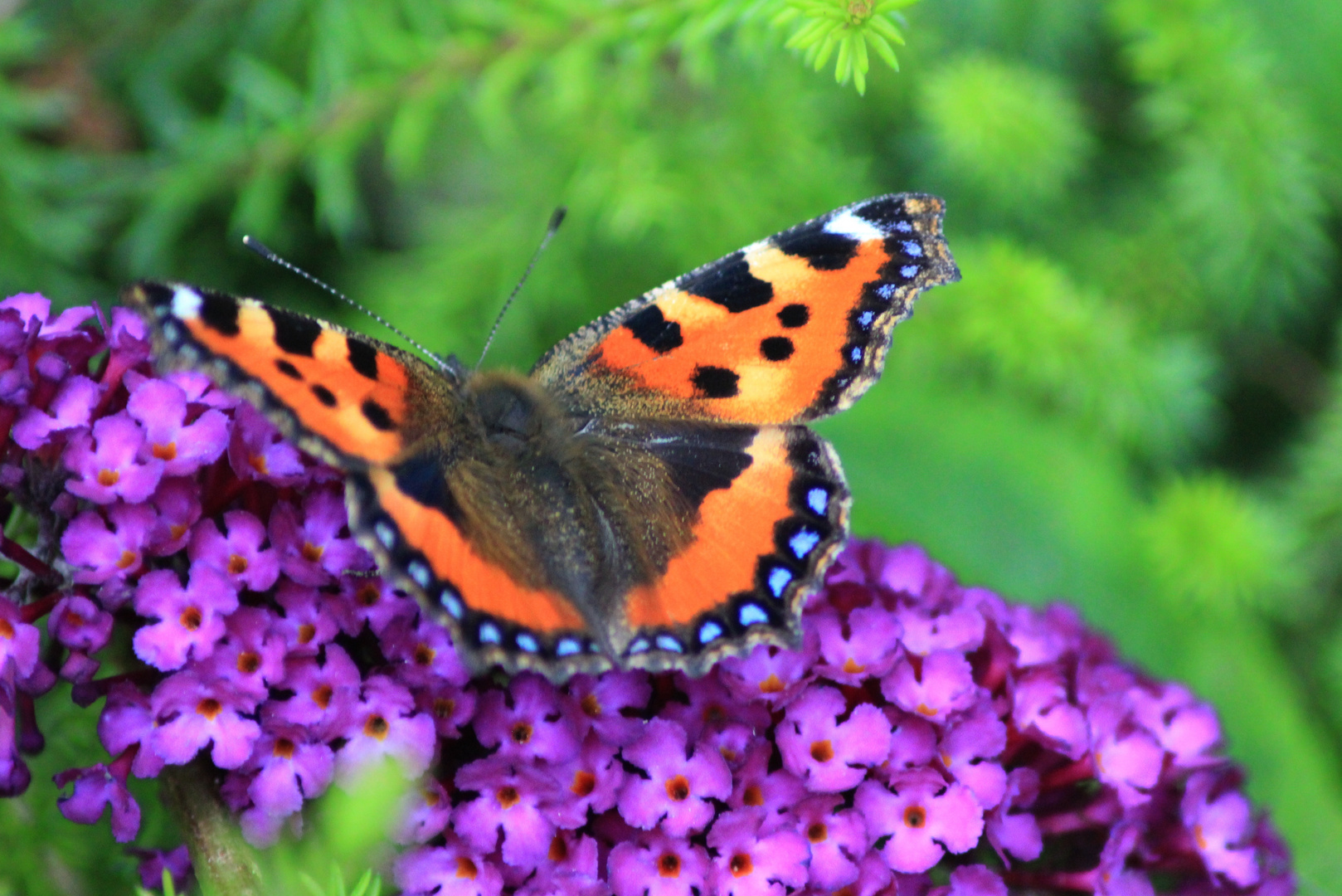 Schmetterlingsflieder