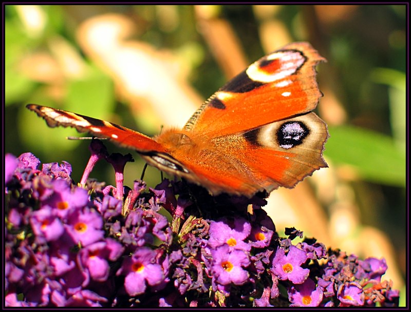 Schmetterlingsflieder