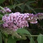 Schmetterlingsflieder am Wegesrand