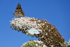 Schmetterlingsflieder auf Fanø 1