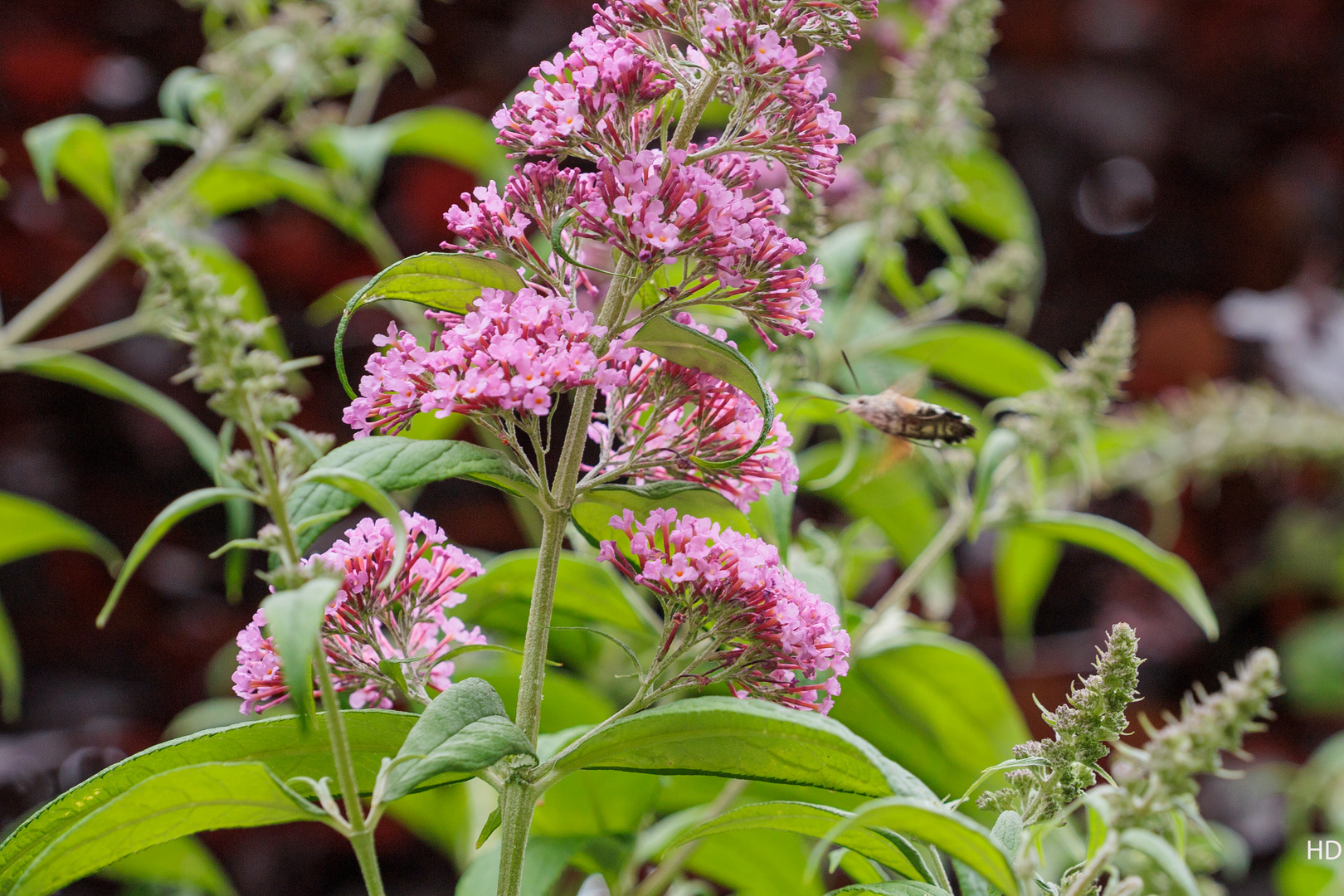 Schmetterlingsflieder (Buddleja davidii)