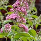 Schmetterlingsflieder (Buddleja davidii)