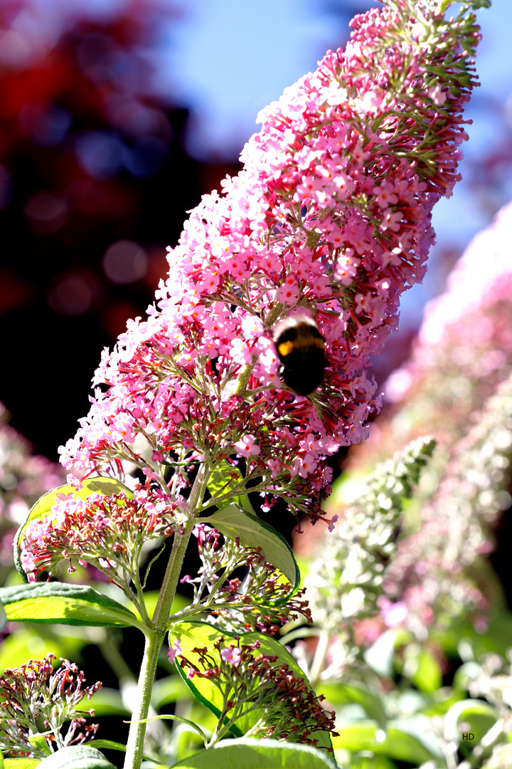 Schmetterlingsflieder (Buddleja davidii)