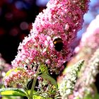 Schmetterlingsflieder (Buddleja davidii)