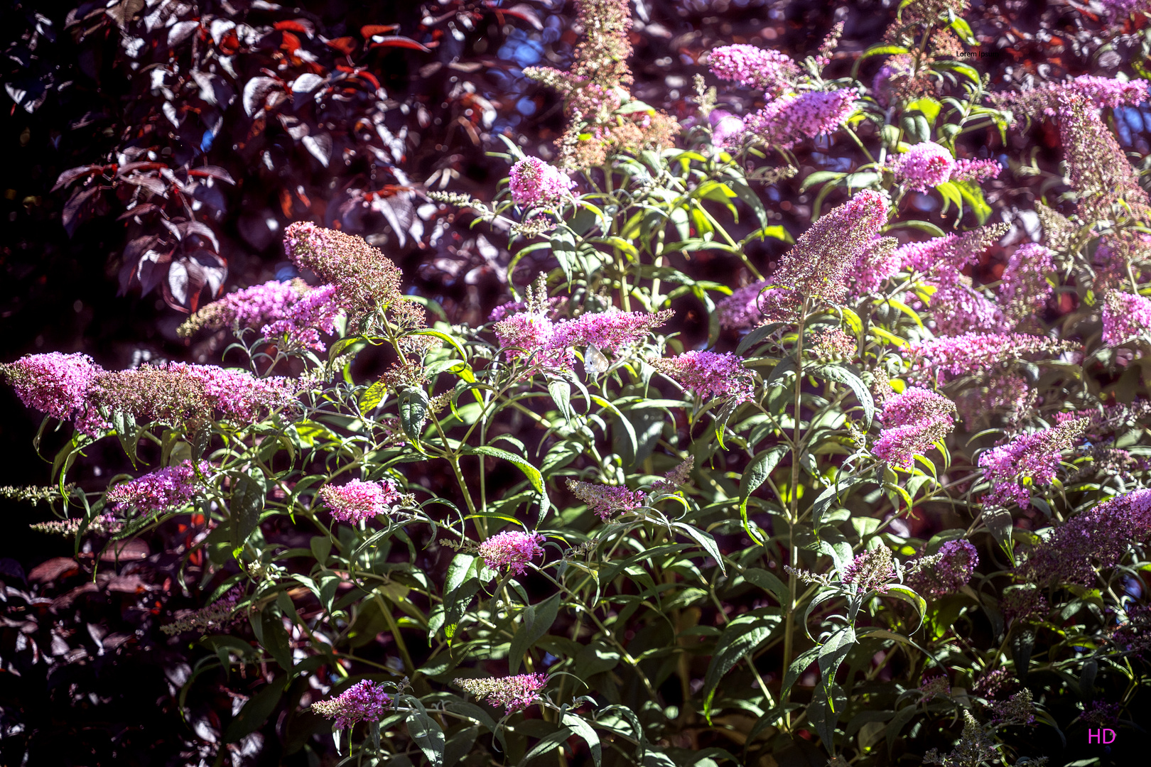 Schmetterlingsflieder (Buddleja davidii) in voller Blüte