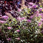 Schmetterlingsflieder (Buddleja davidii) in voller Blüte