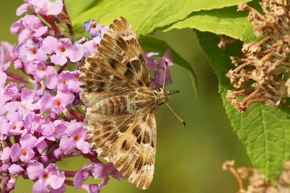 Schmetterlingsflieder 