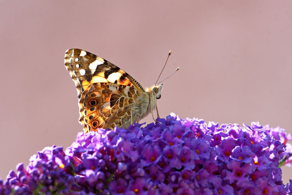 Schmetterlingsflieder