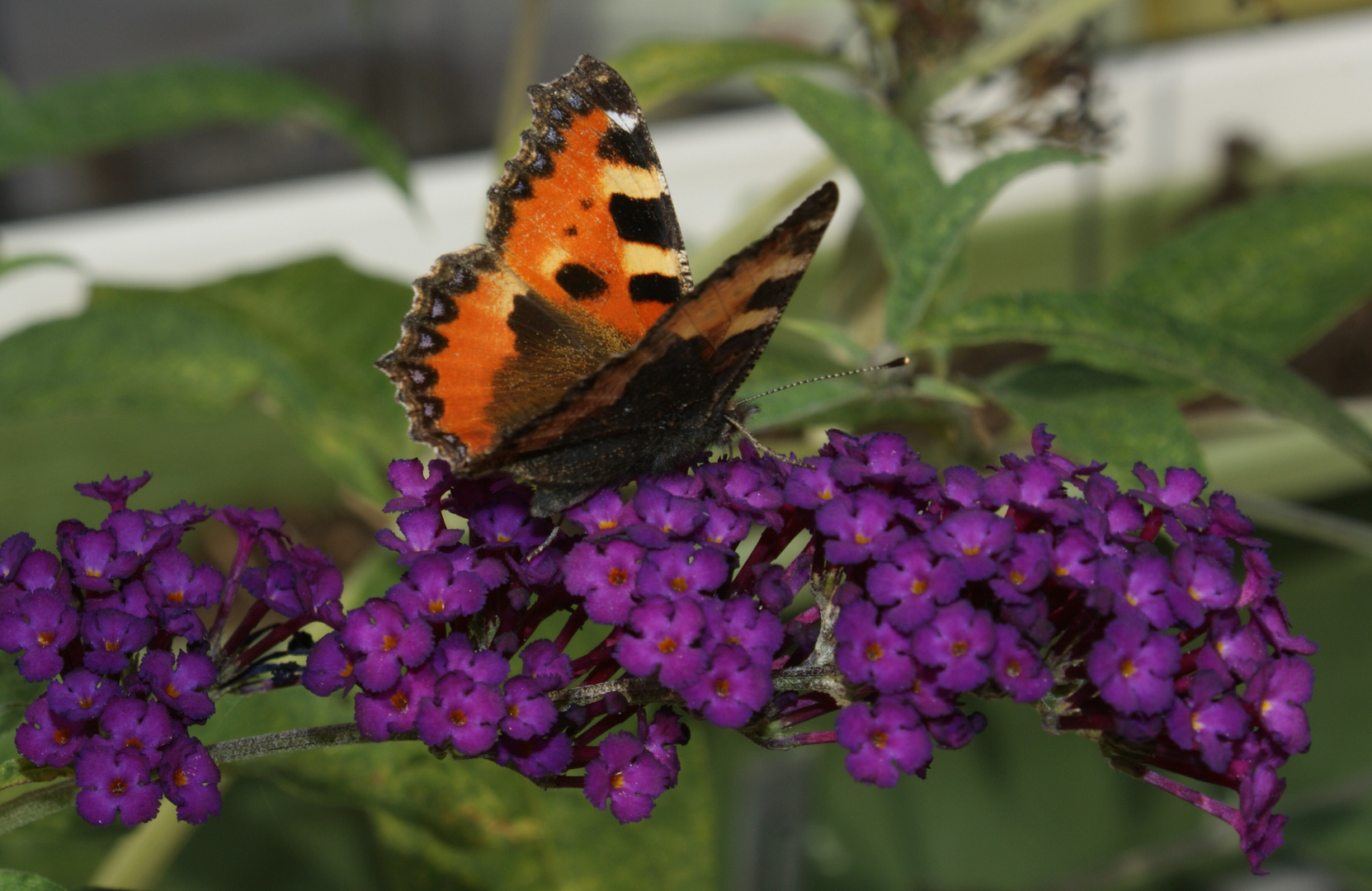 Schmetterlingsflieder