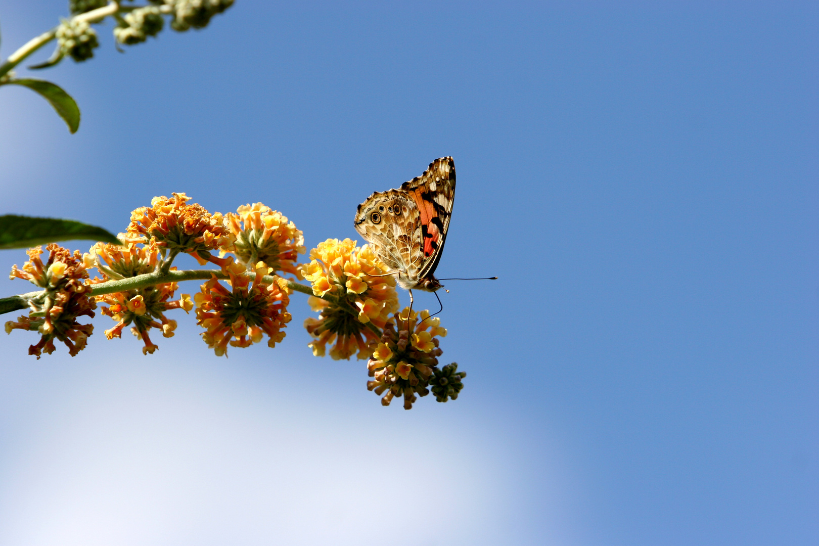 Schmetterlingsflieder