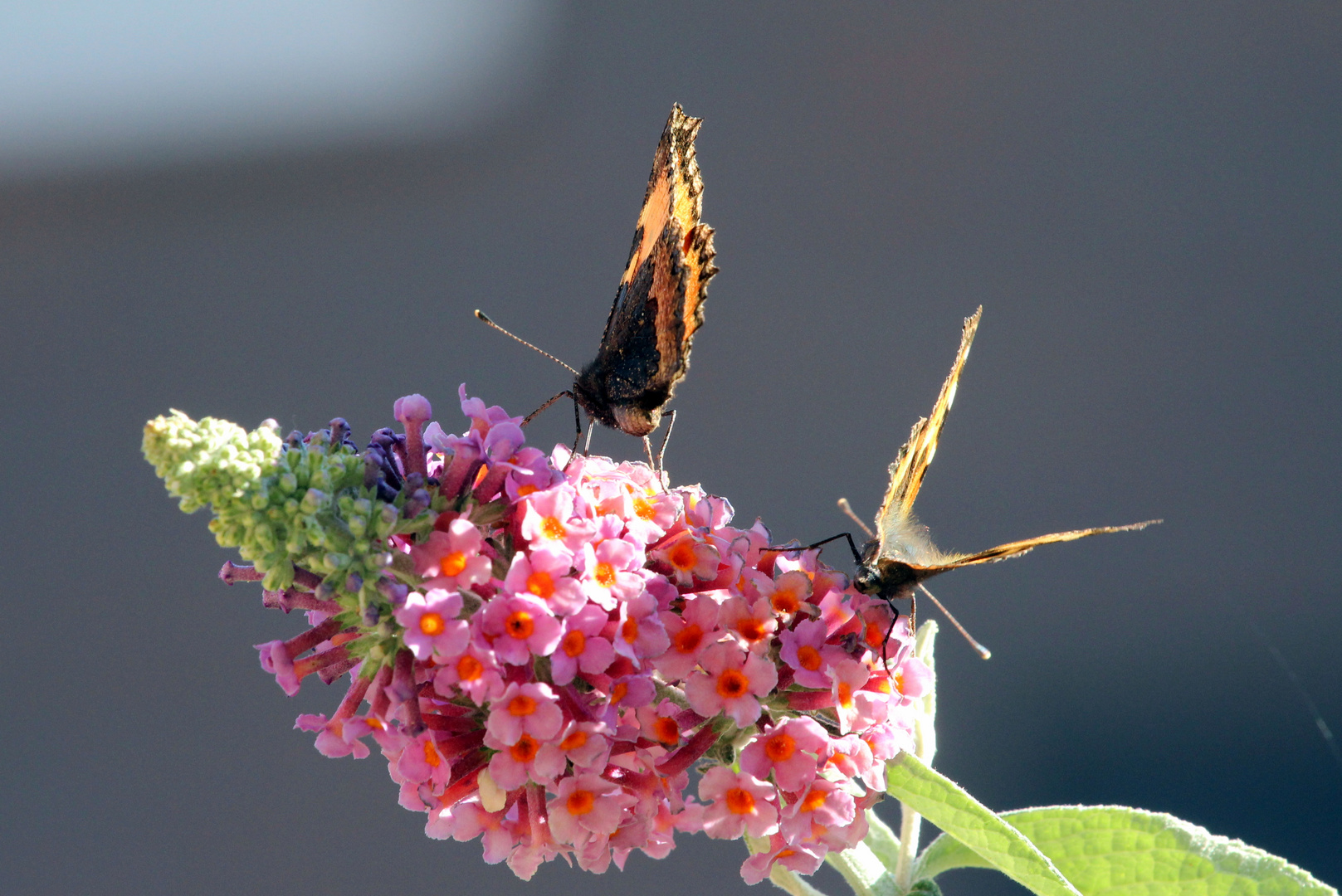 Schmetterlingsflieder