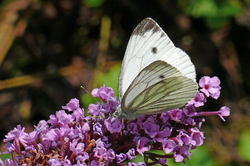 Schmetterlingsflieder