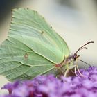 Schmetterlingsflieder im eigenen Garten