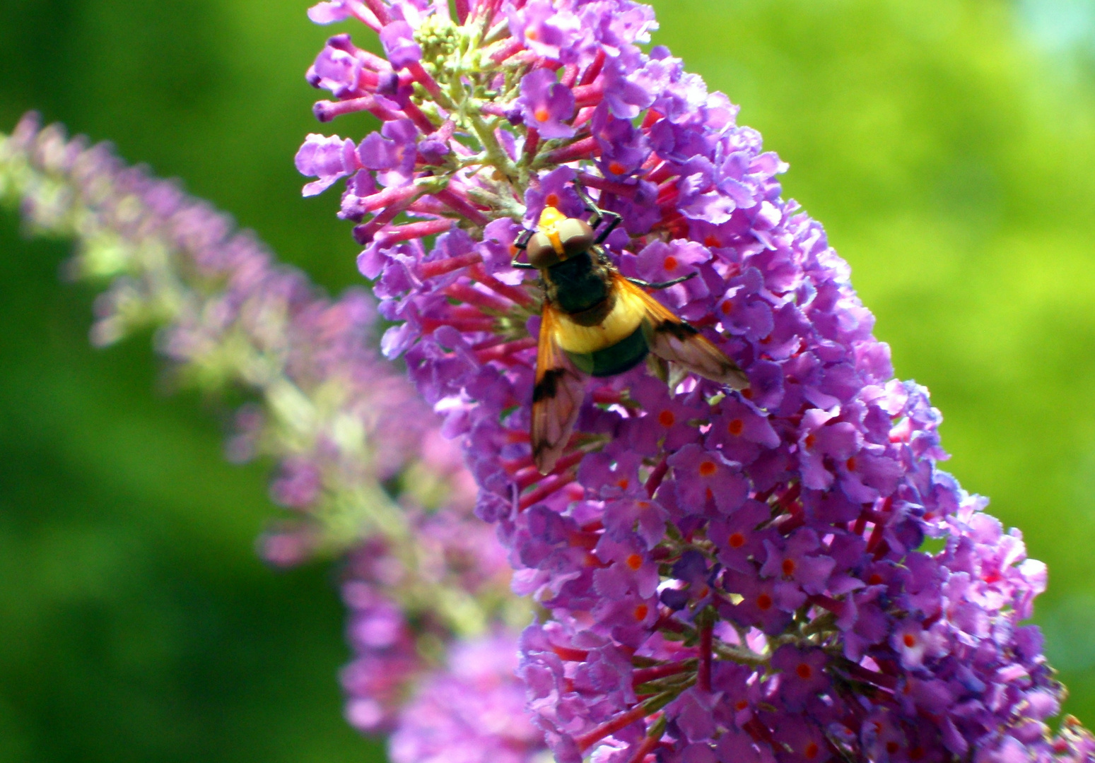 Schmetterlingsflieder m i t Besucher......!!!!