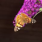 Schmetterlingsflieder macht seinem Namen alle Ehre