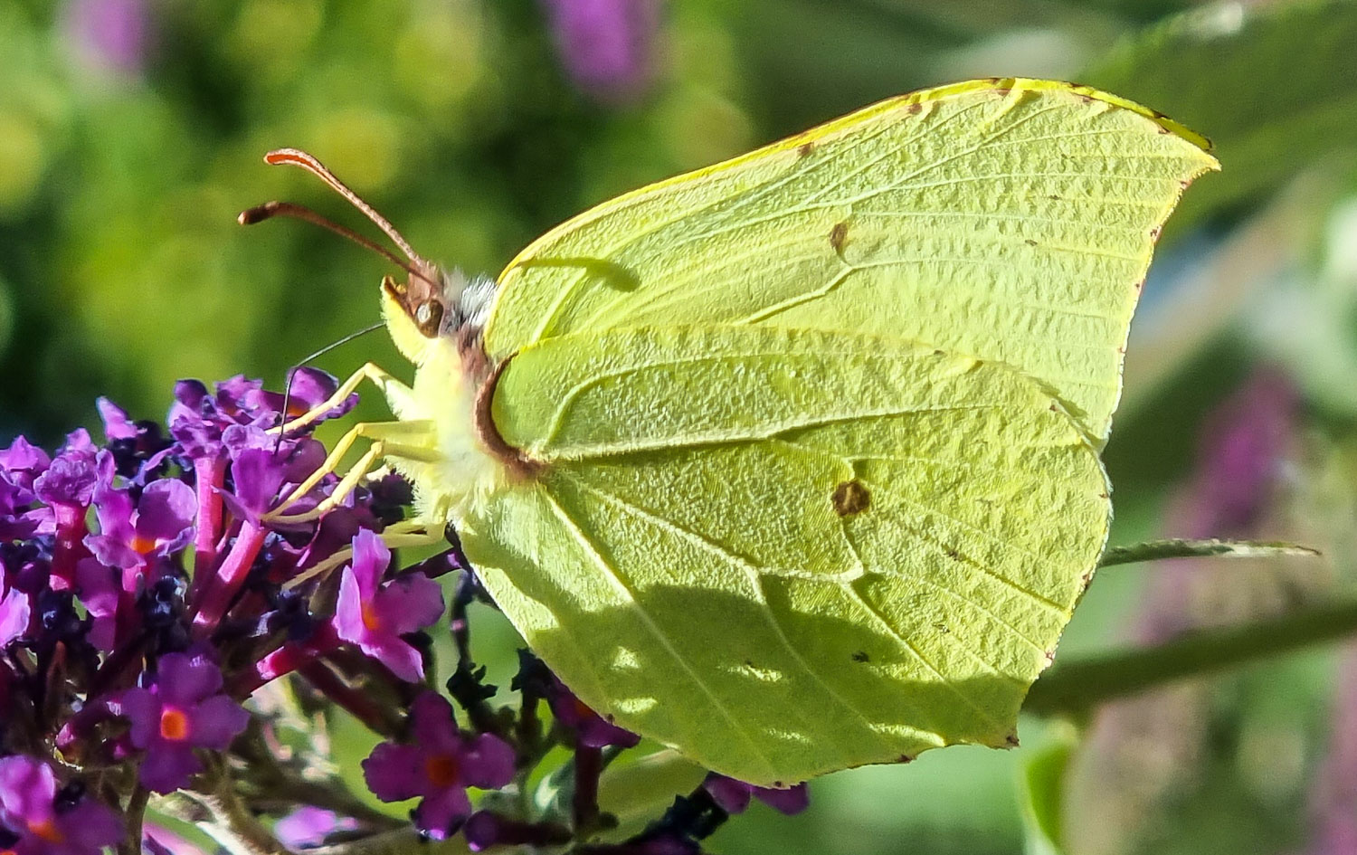 Schmetterlingsflieder mit Besuch