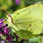 Schmetterlingsflieder mit Besuch