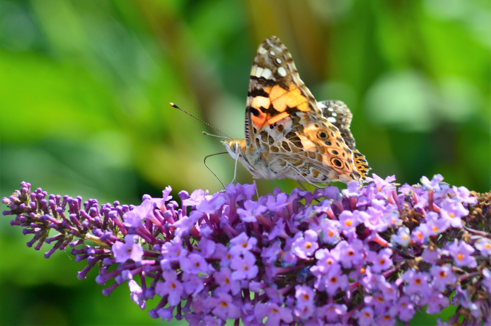 Schmetterlingsflieder mit Besuch