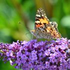 Schmetterlingsflieder mit Besuch