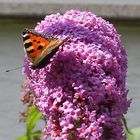 Schmetterlingsflieder mit Schmetterling