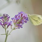 Schmetterlingsflieder mit Weißling