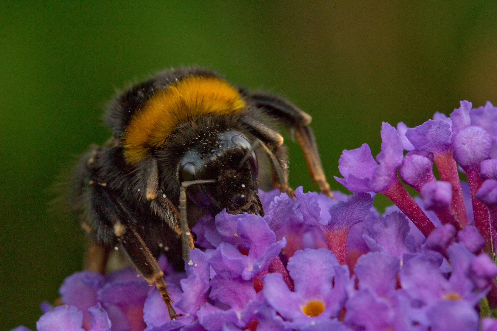 Schmetterlingsflieder schmeckt auch der Hummel