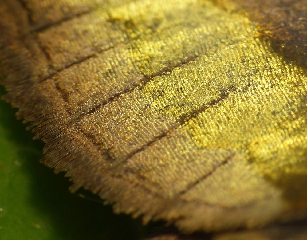 Schmetterlingsflügel im Makro - Ein Wunderwerk der Natur