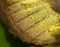 Schmetterlingsflügel im Makro - Ein Wunderwerk der Natur