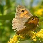 Schmetterlingsflügelschlag