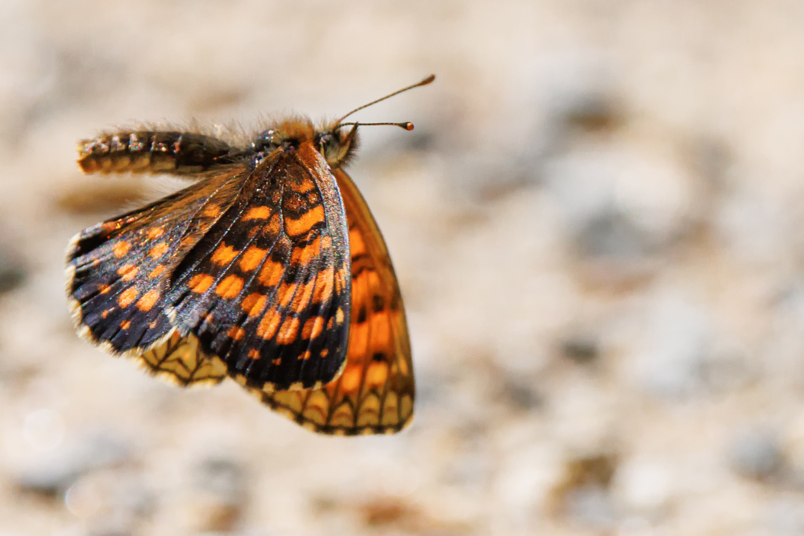 Schmetterlingsflug