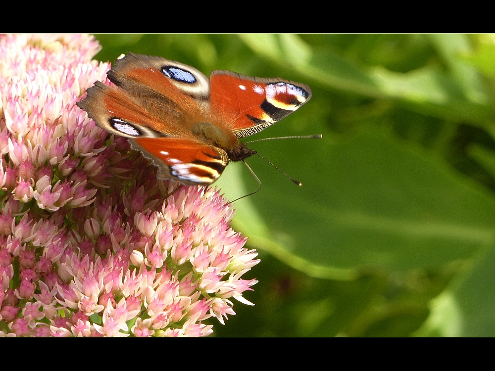 Schmetterlingsfoto Nr. 1