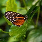 Schmetterlingsgarten Bendorf-Sayn, Tiger-Passionsfalter