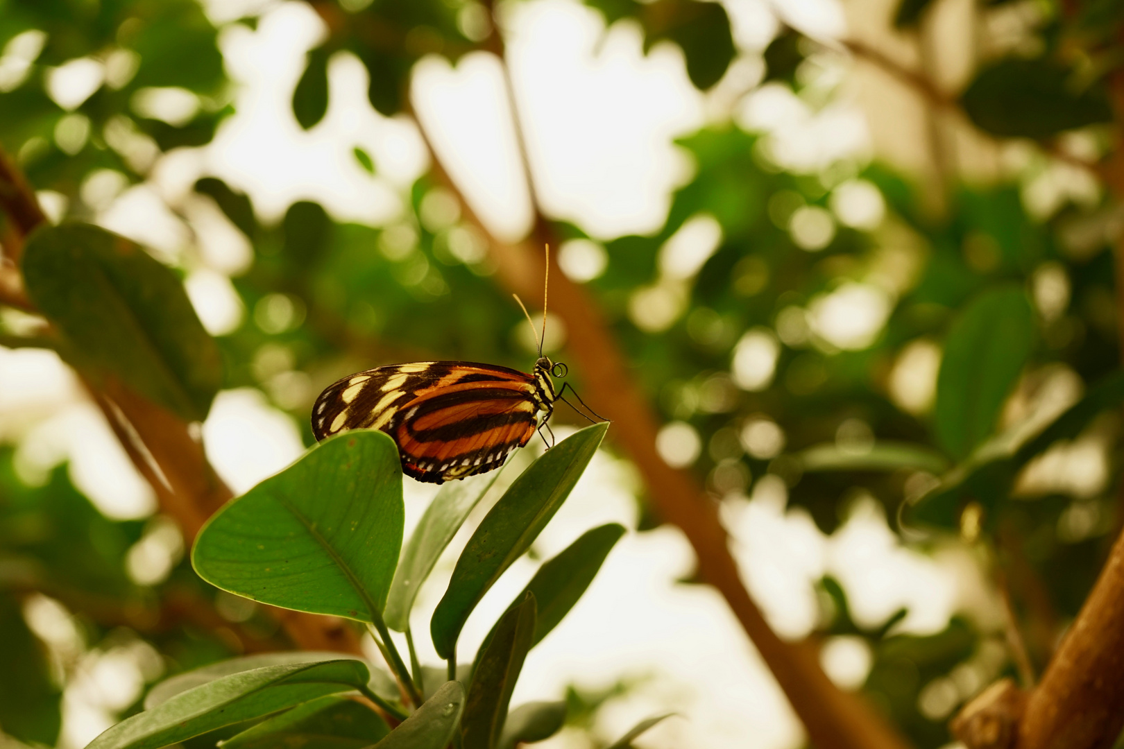 Schmetterlingsgarten Foto & Bild tiere, wildlife