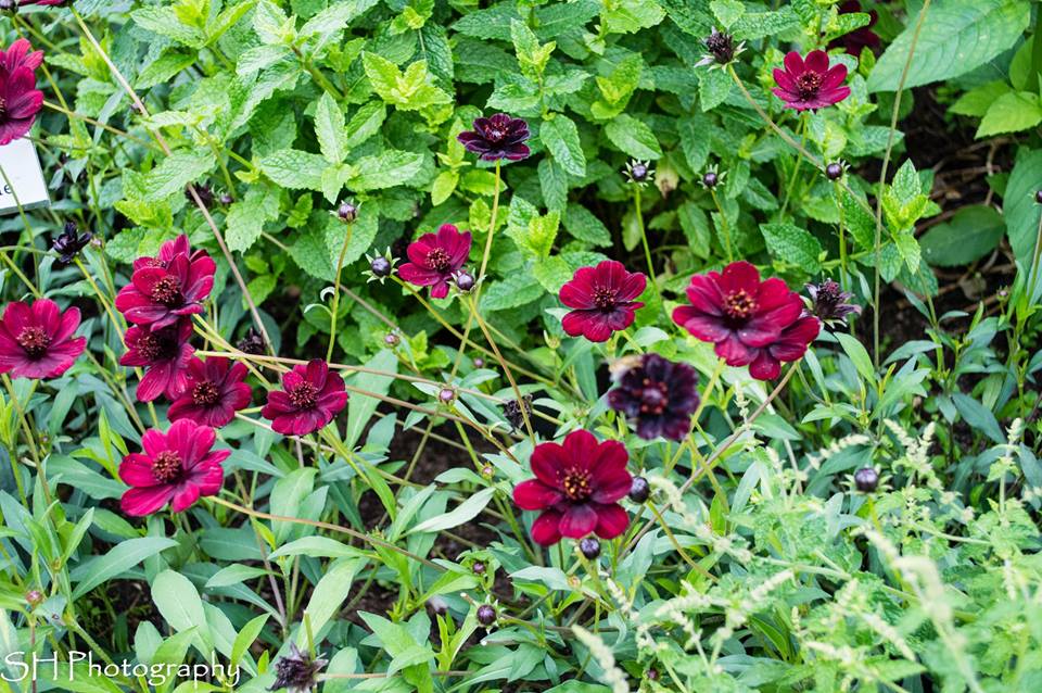 Schmetterlingsgarten Trappenkamp II - Schokoladenblume