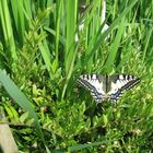 Schmetterlingsgeburt bei uns im Garten