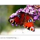 Schmetterlingsglück