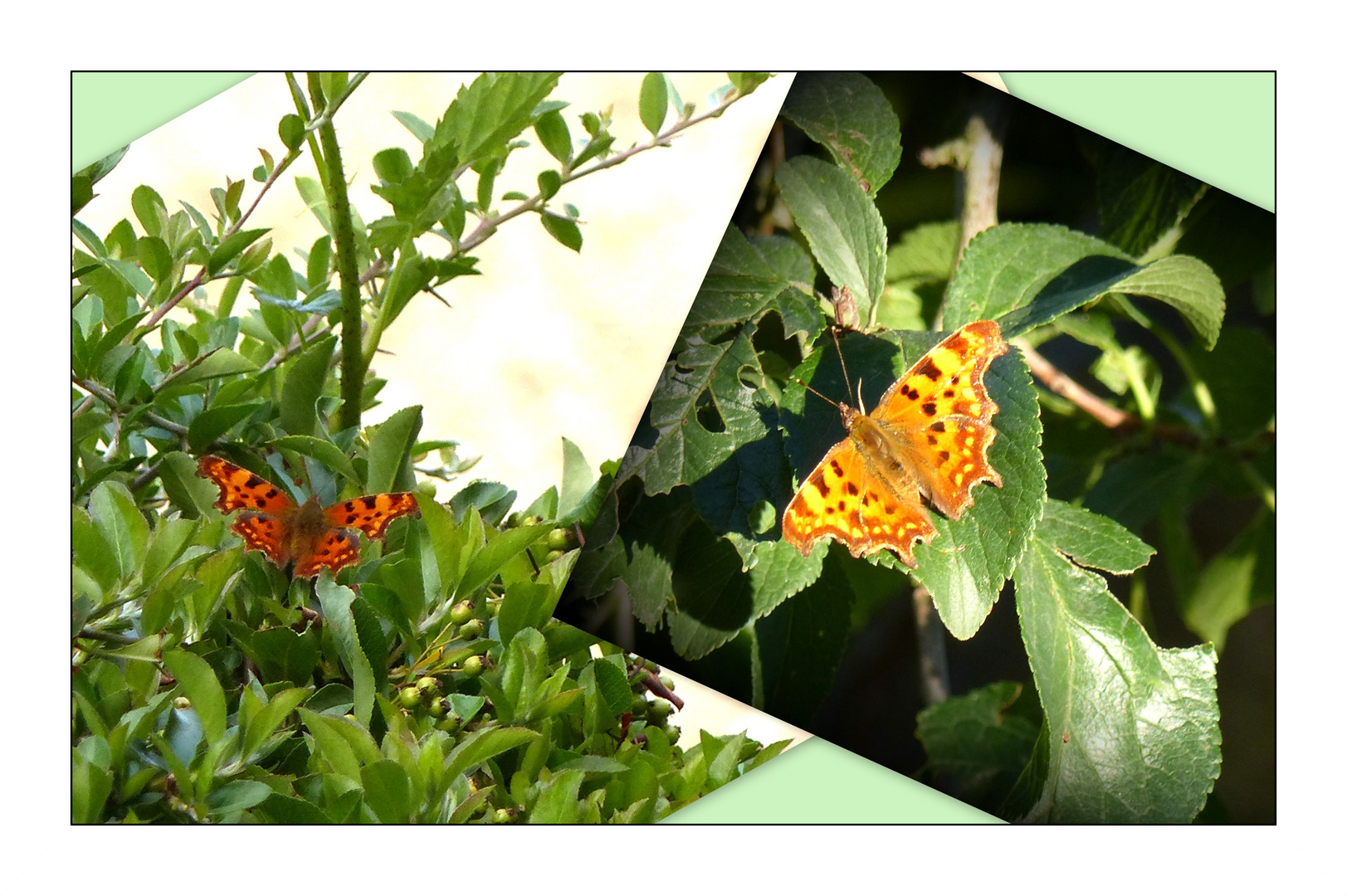 Schmetterlingsgrüße aus dem Garten