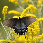 Schmetterlingsgruß aus Georgia