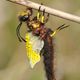 Insekten-Netzflügler