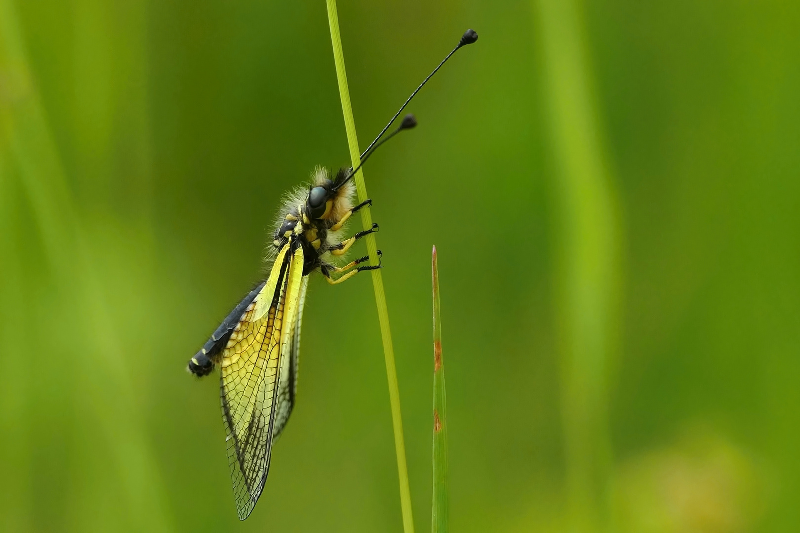 Schmetterlingshaft (Ascalaphidae / Libelloides macaronius)