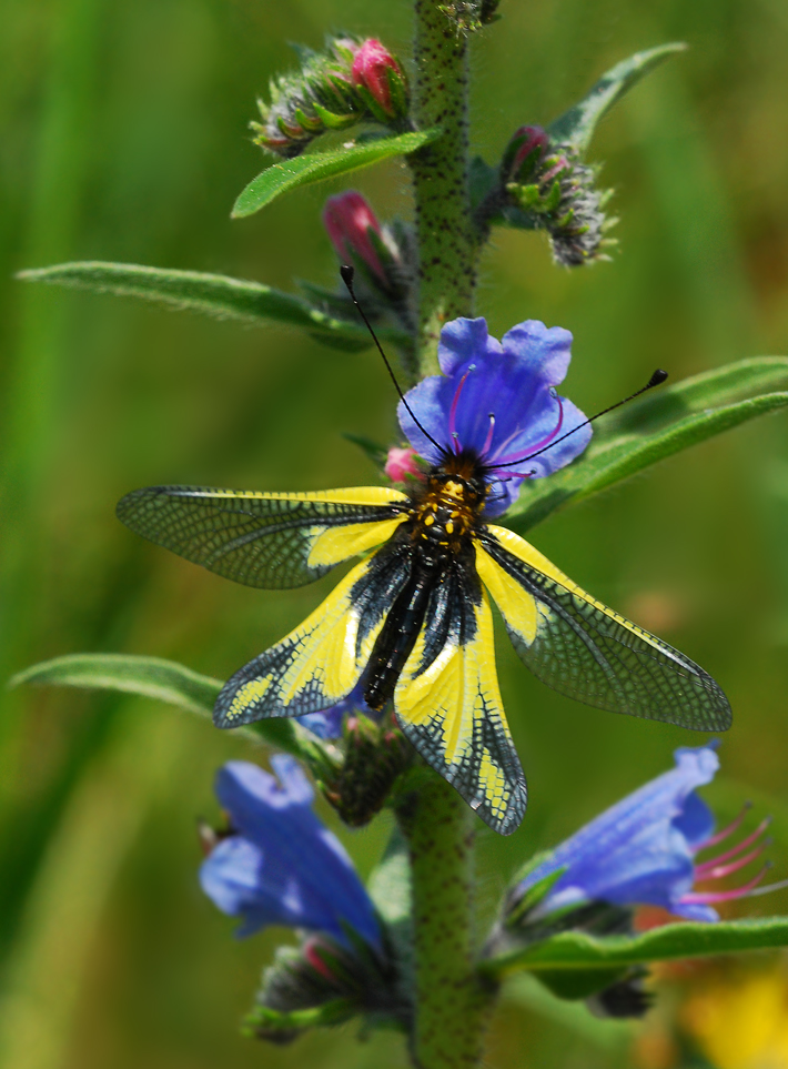 Schmetterlingshaft (Ascalaphus libelluloides)