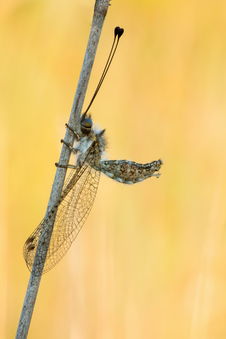 Schmetterlingshaft - Bubopsis andromache