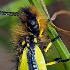 Schmetterlingshaft, frisch geschlüpft (Libelloides coccajus) - Ascalaphe soufré, un baby ...