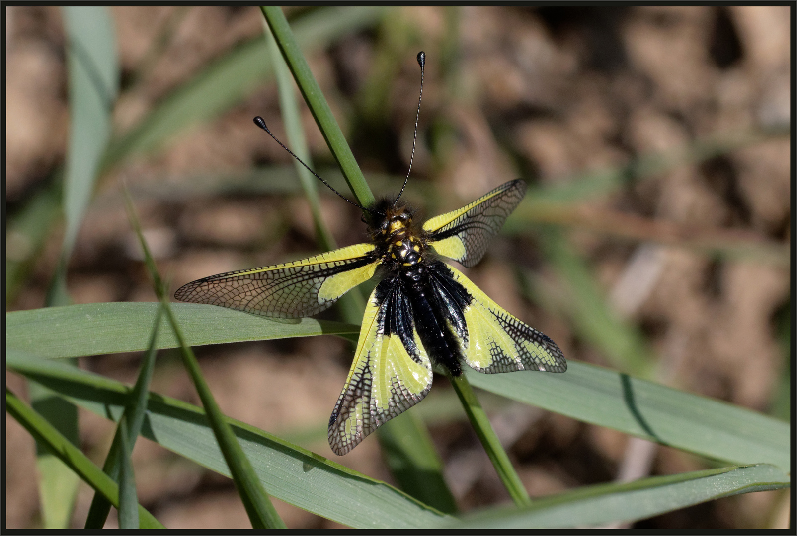 Schmetterlingshaft (Libelloides coccajus)