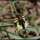 Schmetterlingshaft (Libelloides coccajus)