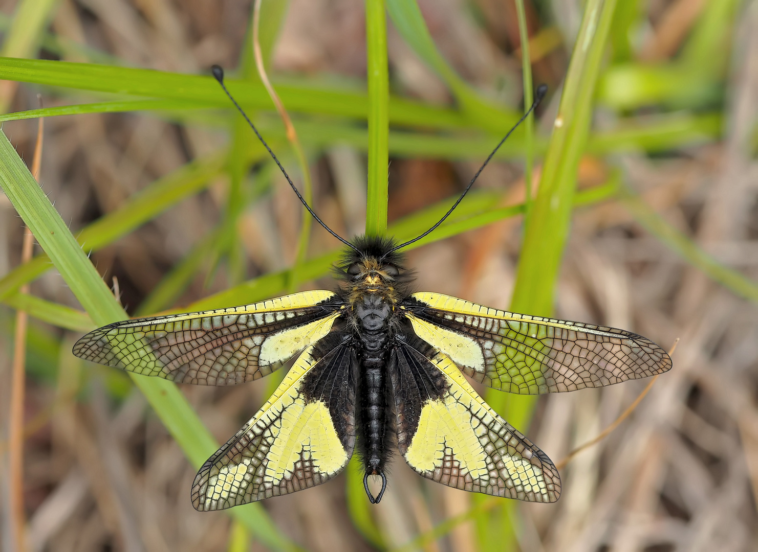 Schmetterlingshaft (Libelloides coccajus), ein Männchen. - L’Ascalaphe soufré, un mâle.