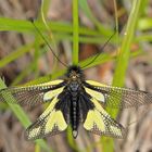 Schmetterlingshaft (Libelloides coccajus), ein Männchen. - L’Ascalaphe soufré, un mâle.