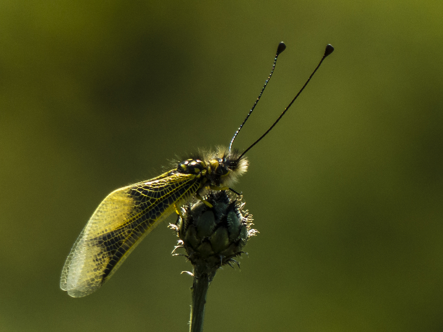 Schmetterlingshaft (Libelloides longicornis) 1